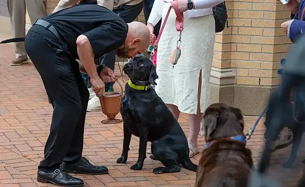 Priest in black interacts with a black Labrador wearing a neon green collar.